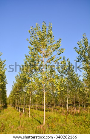 Picture Photo of Green High Pine Tree View