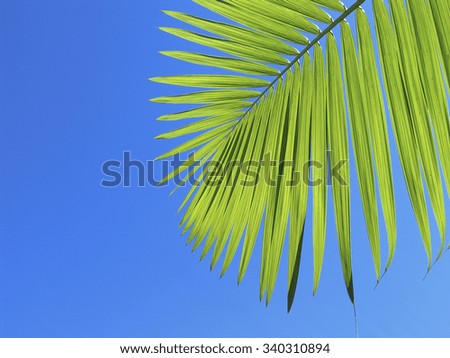 Palm leaf
