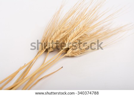 ears of corn of grain crops