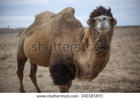 Kazakhstan two humped camels Royalty-Free Stock Photo #340385891
