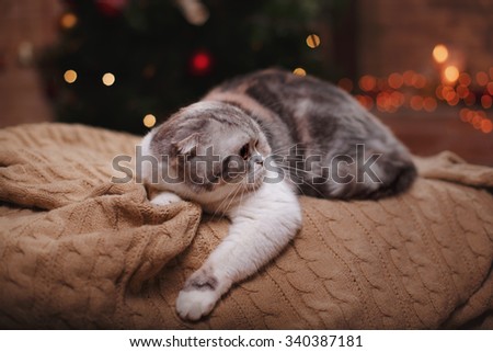 Cat breed Scottish Fold striped gray portrait Christmas and New Year