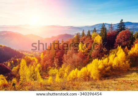Majestic trees with sunny beams at mountain valley. Dramatic and picturesque morning scene. Red and yellow leaves. Warm toning effect. Carpathians, Sokilsky ridge. Ukraine, Europe. Beauty world.