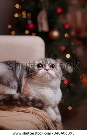 Cat breed Scottish Fold striped gray portrait Christmas and New Year