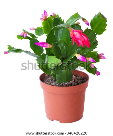 Blossoming plant of Schlumbergera (Zygocactus) in flowerpot isolated on white. Royalty-Free Stock Photo #340420220