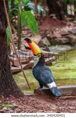 Colorful funny toucan 