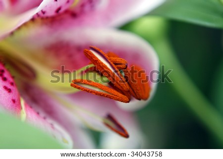 Tiger Lily Up-Close