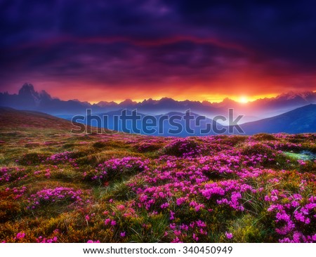 Magic pink rhododendron flowers glowing by sunlight. Dark overcast sky in the morning. Dramatic and picturesque scene, Location Georgia. Europe. Beauty world. Creative collage. Soft filtered effect. Royalty-Free Stock Photo #340450949