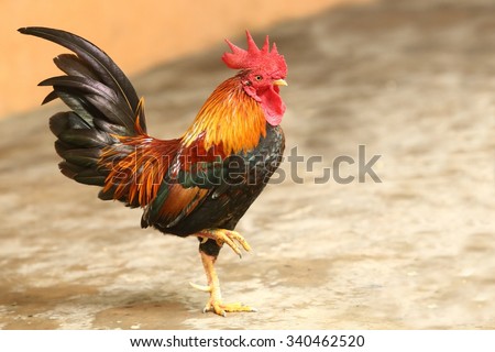 Rooster and Chickens. Royalty-Free Stock Photo #340462520
