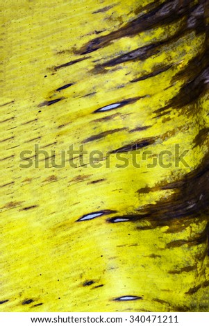 Yellow banana leaf abstract background of nature