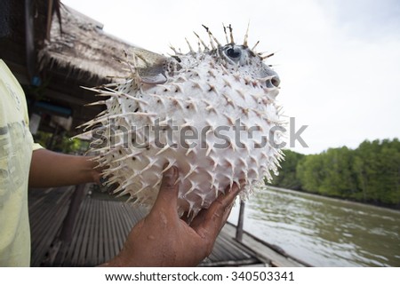 puffer fish 