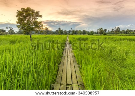 100 year-old wooden bridge between rice field with sunlight at Khonburi, Nakhon Ratchasima, Thailand
