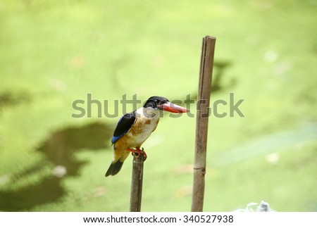 Beautiful Kingfisher Bird, Colorful Kingfisher Bird, Black-capped Kingfisher, standing on a branch