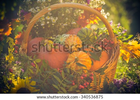 Basket with autumn fruit: colorful pumpkins and asters