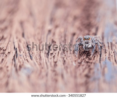 Jumping spider on an old wood floor,soft focus