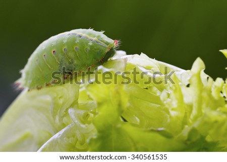 Green Caterpillar on Green Leaf.