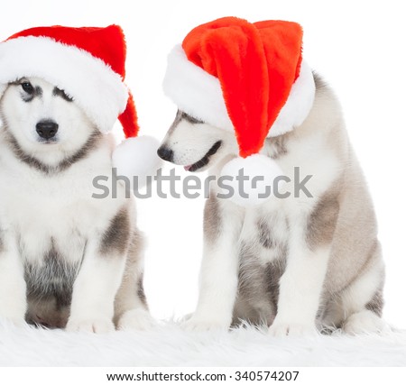 Wonderful two happy puppy Husky, has red Christmas hat. New Year holiday card. Little Santa Claus. Winter background.