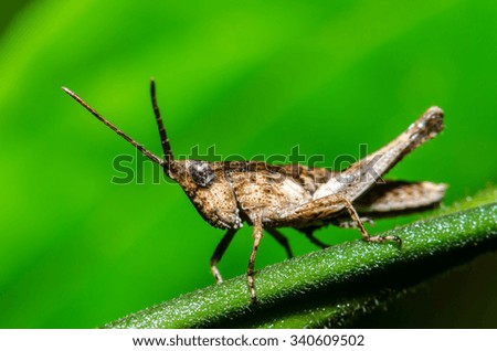 Grasshopper on green leaf. 