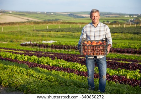 Farmer With Organic Tomato Crop On Farm Royalty-Free Stock Photo #340650272
