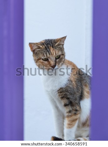Photo of serious turtle colored cat sitting and looking against of light blue background