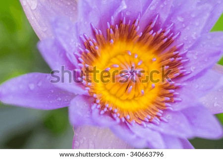 water lily flower (lotus) and leaf , selective focus , blur background