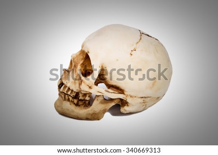 Old human skull with teeth isolated on  background.