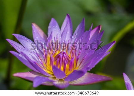 water lily flower (lotus) and leaf , selective focus . blur background