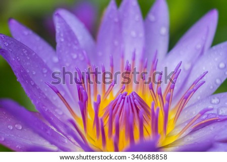 water lily flower (lotus) and leaf
