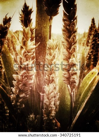Wheat ripening in a field on Hampshire, UK