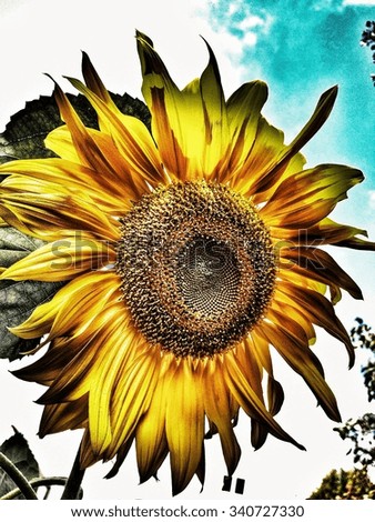 Sunflower in the sunshine with cloudy blue sky
