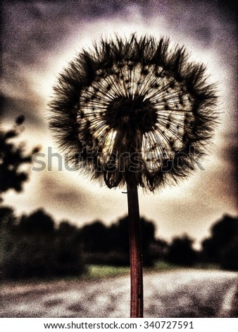 Dandelion seed head against a grey sky with tree lined horizon
