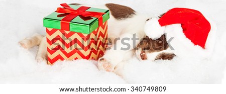 Panoramic shot English Springer Spaniel puppy wearing Santa hat while sleeping by gifts on fur. Image sized to fit popular social media banner.
