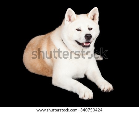 Full length portrait of white and brown Akita lying against black background