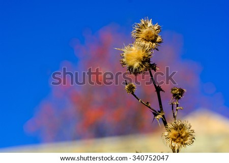 Closeup of dried brown seed heads of lesser burdock or Arctium minus plants against a blue sky on a sunny day, Armenia