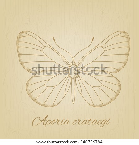 sketch of a butterfly on the background texture of the old paper.   old paper texture. Pencil sketches silhouette butterfly
