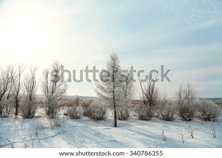 scenic winter landscape. view trees with snow
