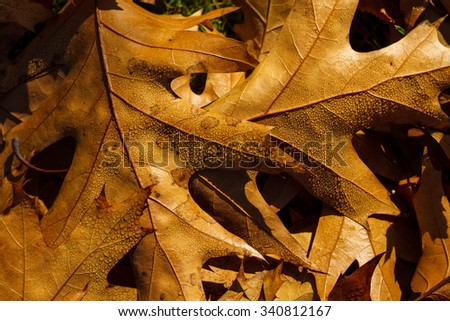 Autumn yellow leafs and green grass like frame for design