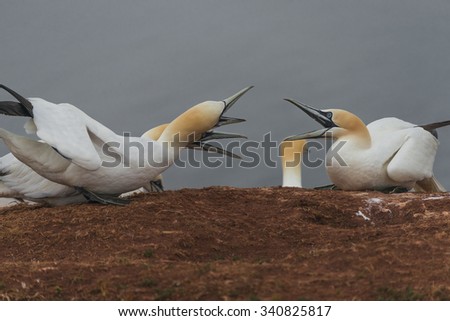Wild migrating gannets at island Helgoland, Germany, summer, 2015