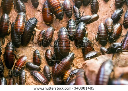 Colony of Madagascar hissing cockroaches (Gromphadorhina portentosa)