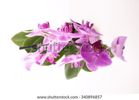 Pink orchid in pot on white background. Image of love and beauty. Natural background and design element.