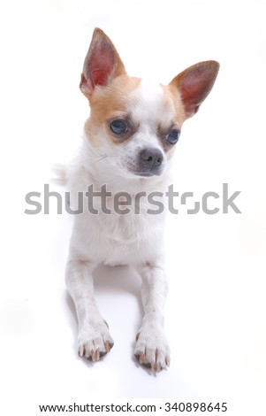 Nice chihuahua dog portrait on white background.