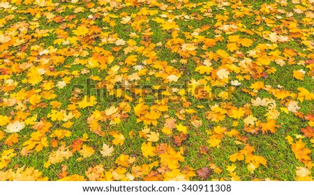 colorful yellow maple leave on the ground,lawn for background in the park,autumn season