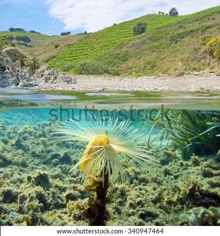 Above and below water surface near the shore of a Mediterranean cove with a fanworm underwater, France