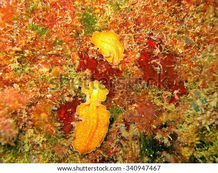 Underwater marine life, two flatworms with orange body and white spots, Yungia aurantiaca, Mediterranean sea, Roussillon, France