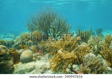 Underwater corals, mostly Octocorals, in shallow water of the Caribbean sea