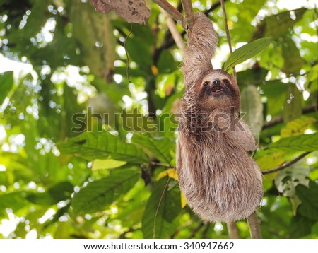 Funny young sloth hanging from a branch in the jungle of Central America, Panama