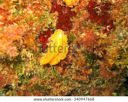 Flatworm with orange body and white spots, Yungia aurantiaca, underwater in the Mediterranean sea, Roussillon, Cote Vermeille, France