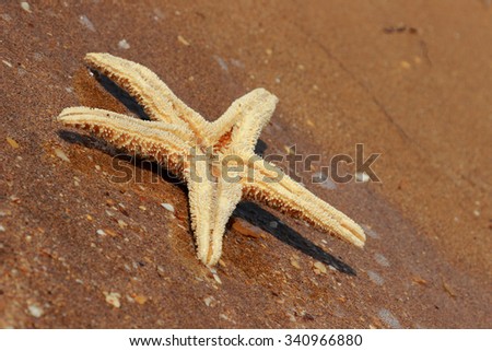 Starfish on the beach background over Black Sea, East Crimea, Russia