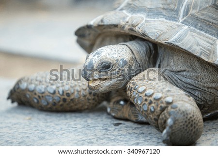 A close portrait of a tortoise, side view