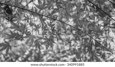 autumnal background, slightly defocused red maple leaves , black and white