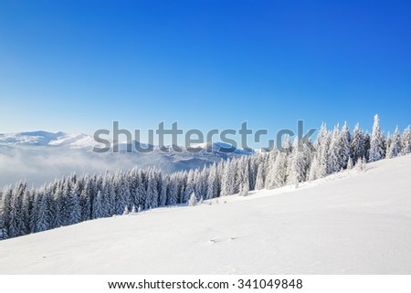 Panoramic view. Majestic white tree and white mountain and flatland around,sport activity in extreme condition. Amazing winter day. Wallpaper snowy background.